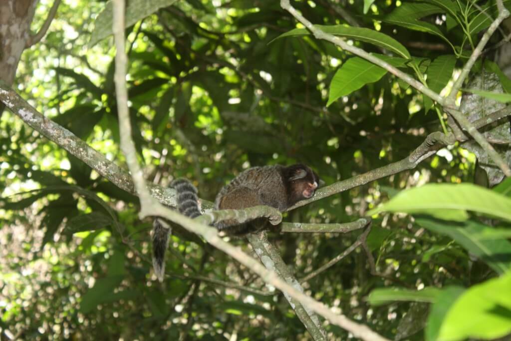 Parque Estadual da Ilha Grande