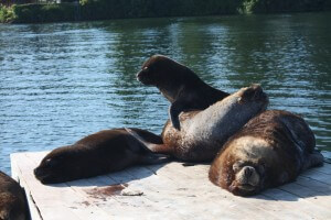 Sea lions, Valdivia