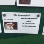 Bald eagle 'Joker', Sababurg, Hofgeismar, Germany