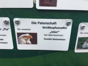 Bald eagle 'Joker', Sababurg, Hofgeismar, Germany