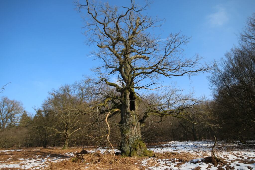 Urwald Sababurg, Gutsbezirk Reinhardswald