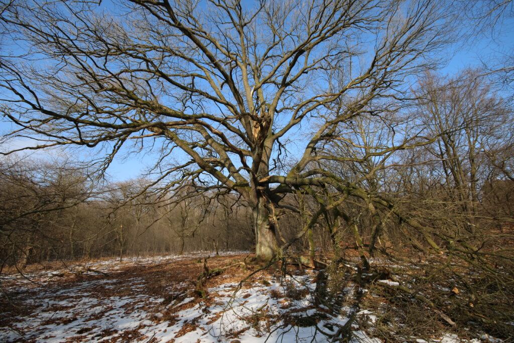 Urwald Sababurg, Hofgeismar
