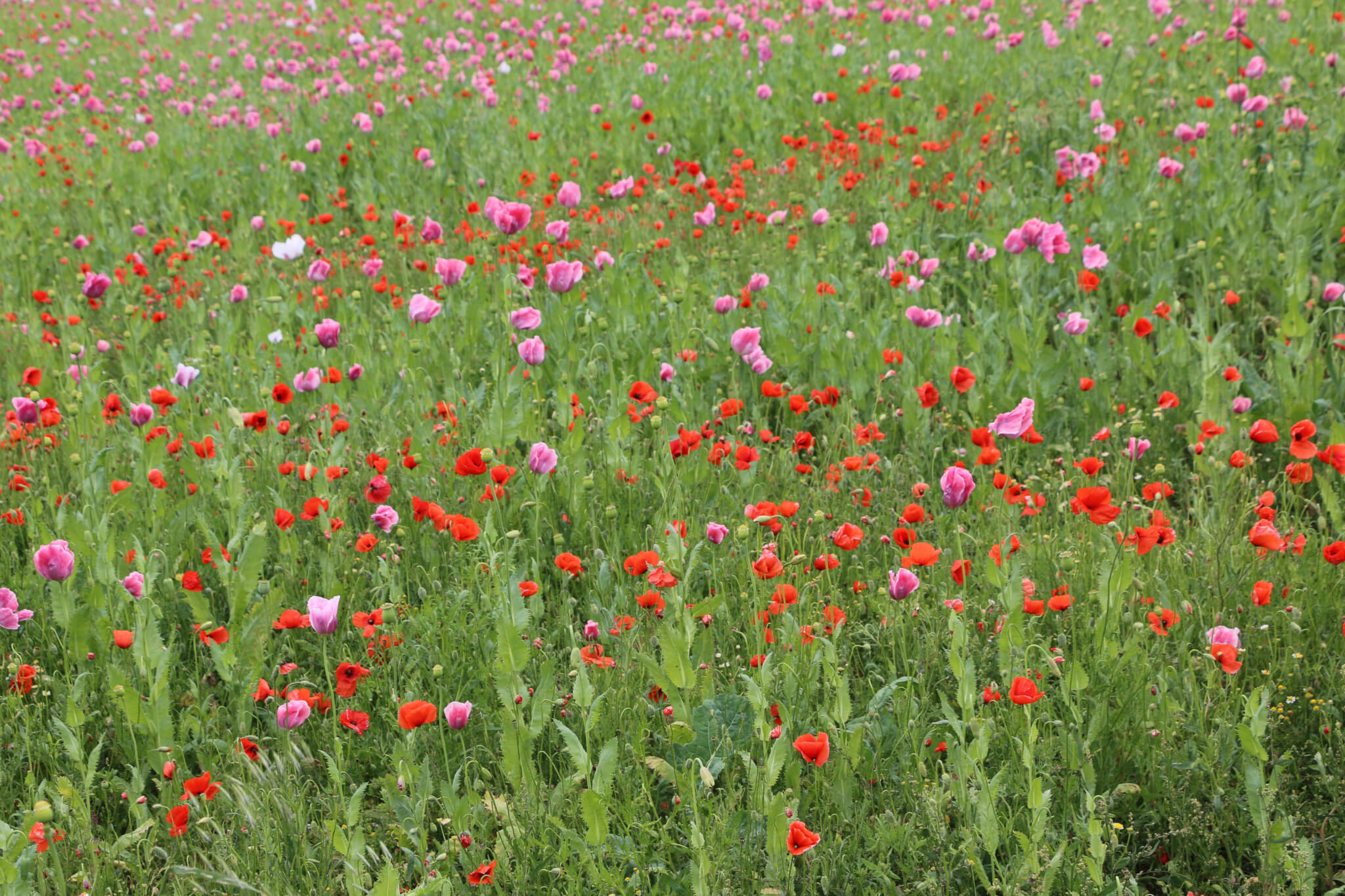 Opium poppies / Mohnblüte, Germerode, Germany ⋆ The Passenger