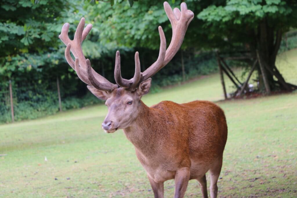 Bergwildpark Meißner, Germerode