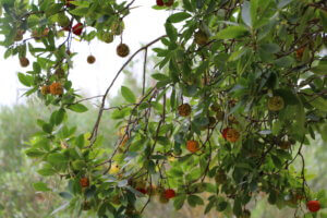 Arbutus unedo, Sardegna, Italy