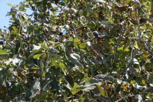 Ficus carica, Sardegna, Italy