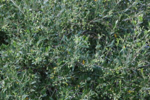 Olea europaea, Sardegna, Italy