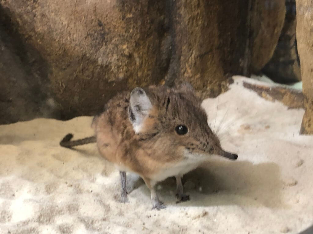 Allwetterzoo, Münster