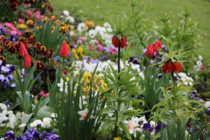 Blumeninsel Siebenbergen, Kassel