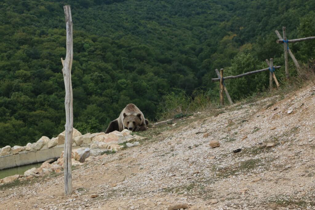 Bear sanctuary Prishtina, Novo Sellë