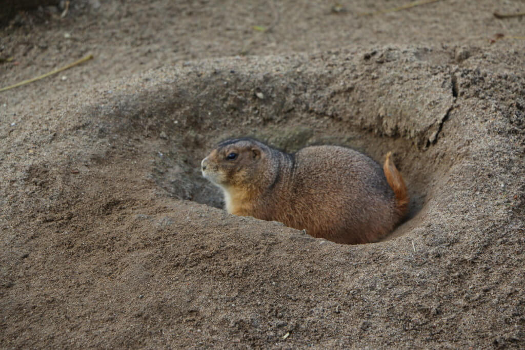 Prairie dog, Zoo Arche Noah, Grömitz