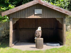 Bald Eagle ‚Joker‘, Tierpark Sababurg, Hofgeismar