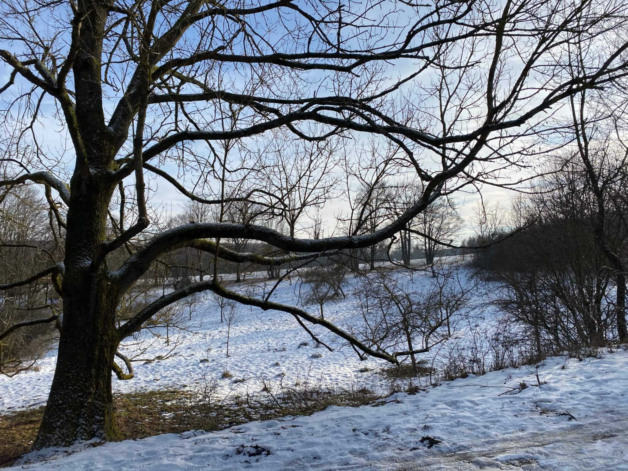 Kerstlingeröder Feld / Field in the forest, Göttingen ⋆ The Passenger