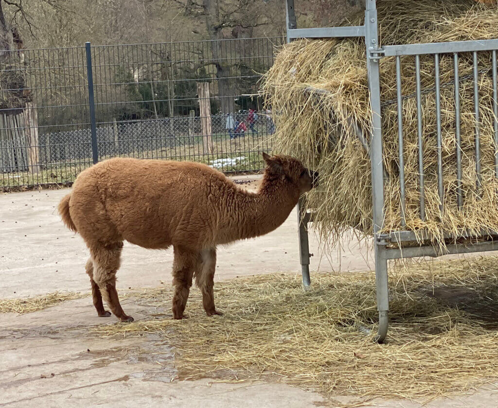 Alpaca Suyana, Tierpark Sababurg, Hofgeismar