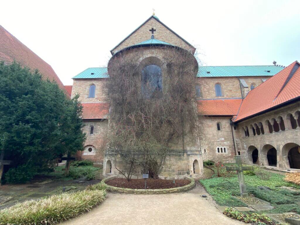 1000jähriger Rosenstock, Hildesheim