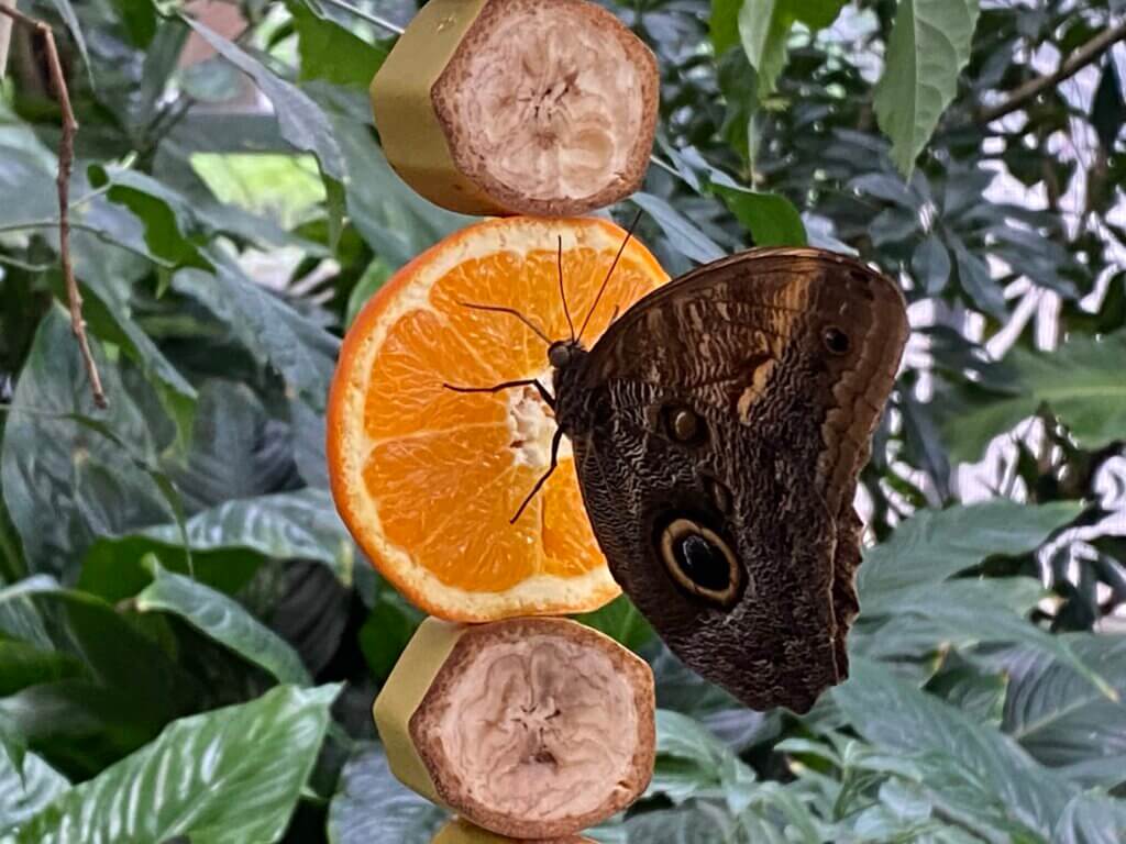 Palmengarten, Frankfurt