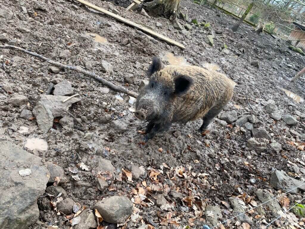 Wild boar, Wildpark, Hardegsen