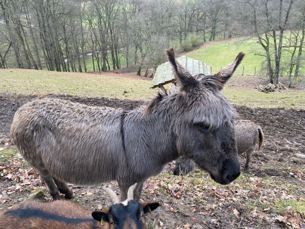 Donkey, Wildpark, Hardegsen