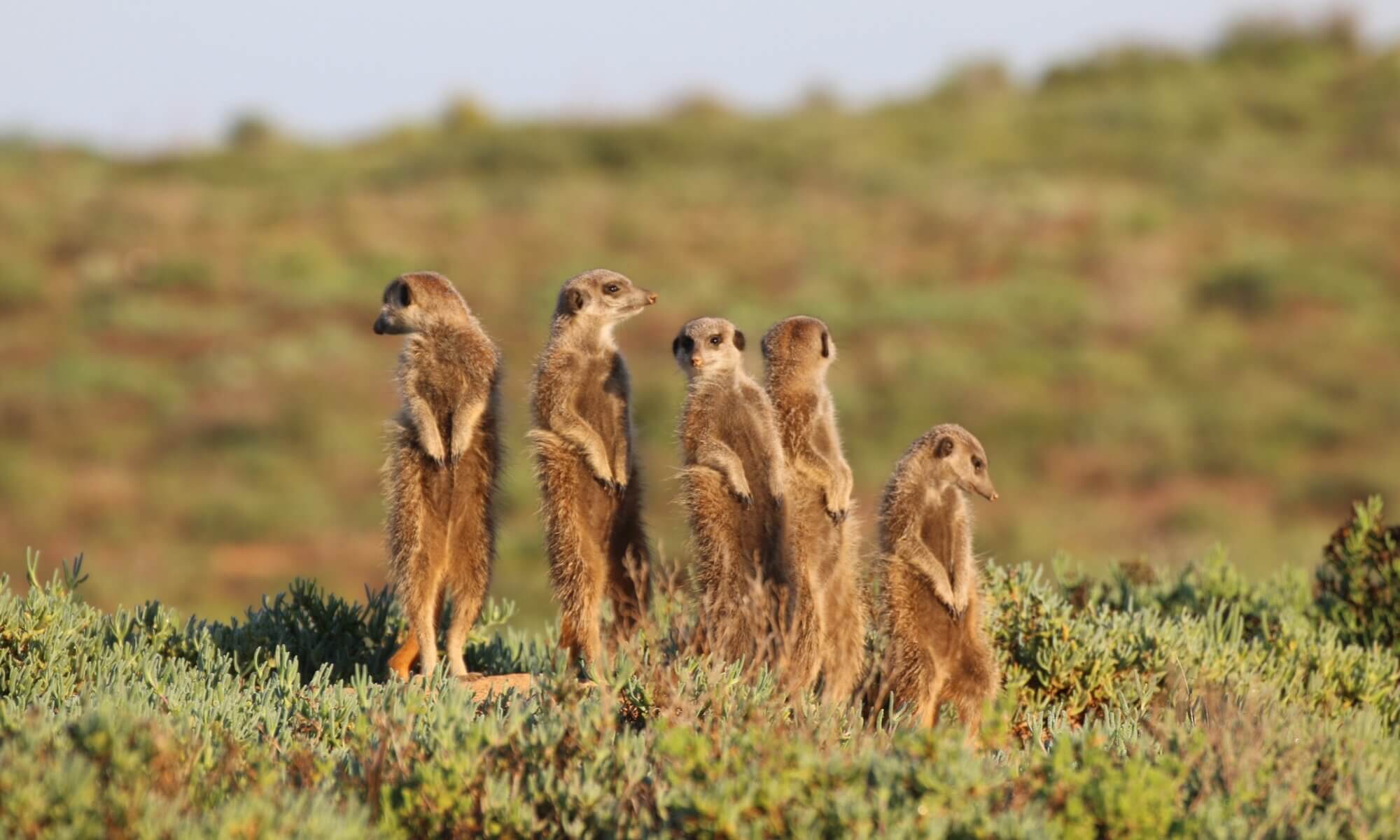 Five Shy Meerkats, Oudtshoorn