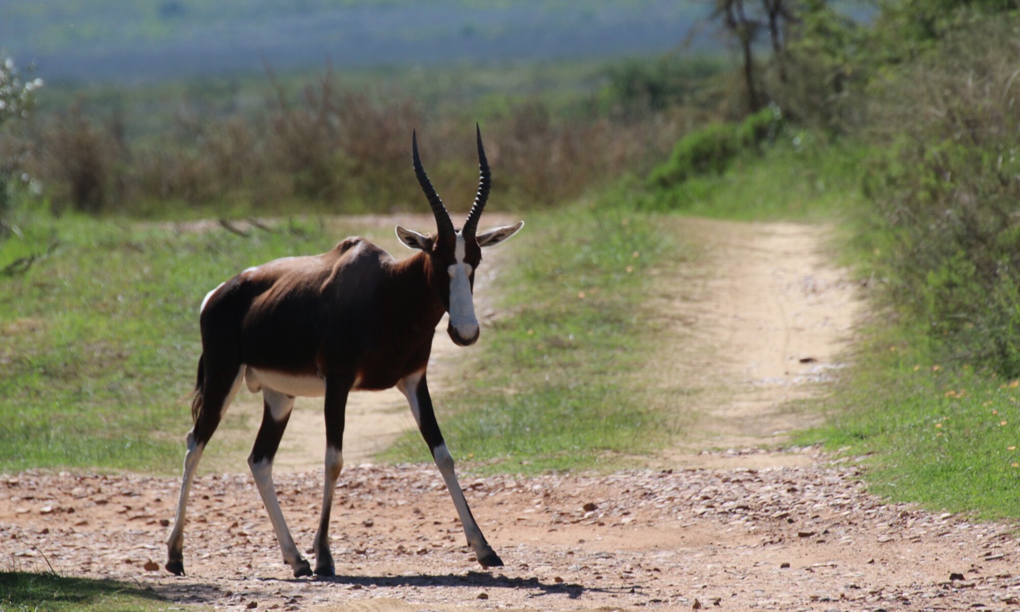 Bontebok National Park, Swellendam