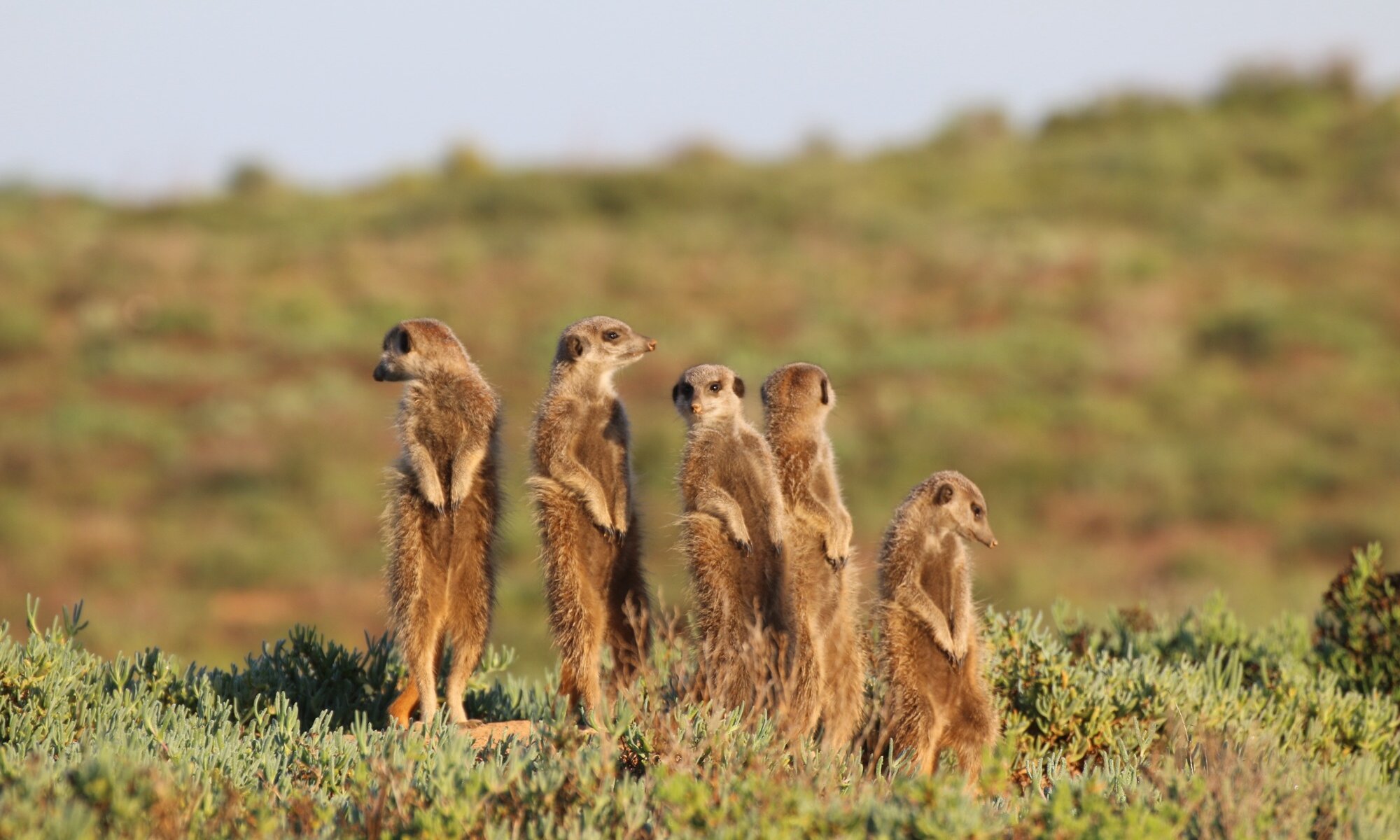 Five Shy Meerkats, Oudtshoorn