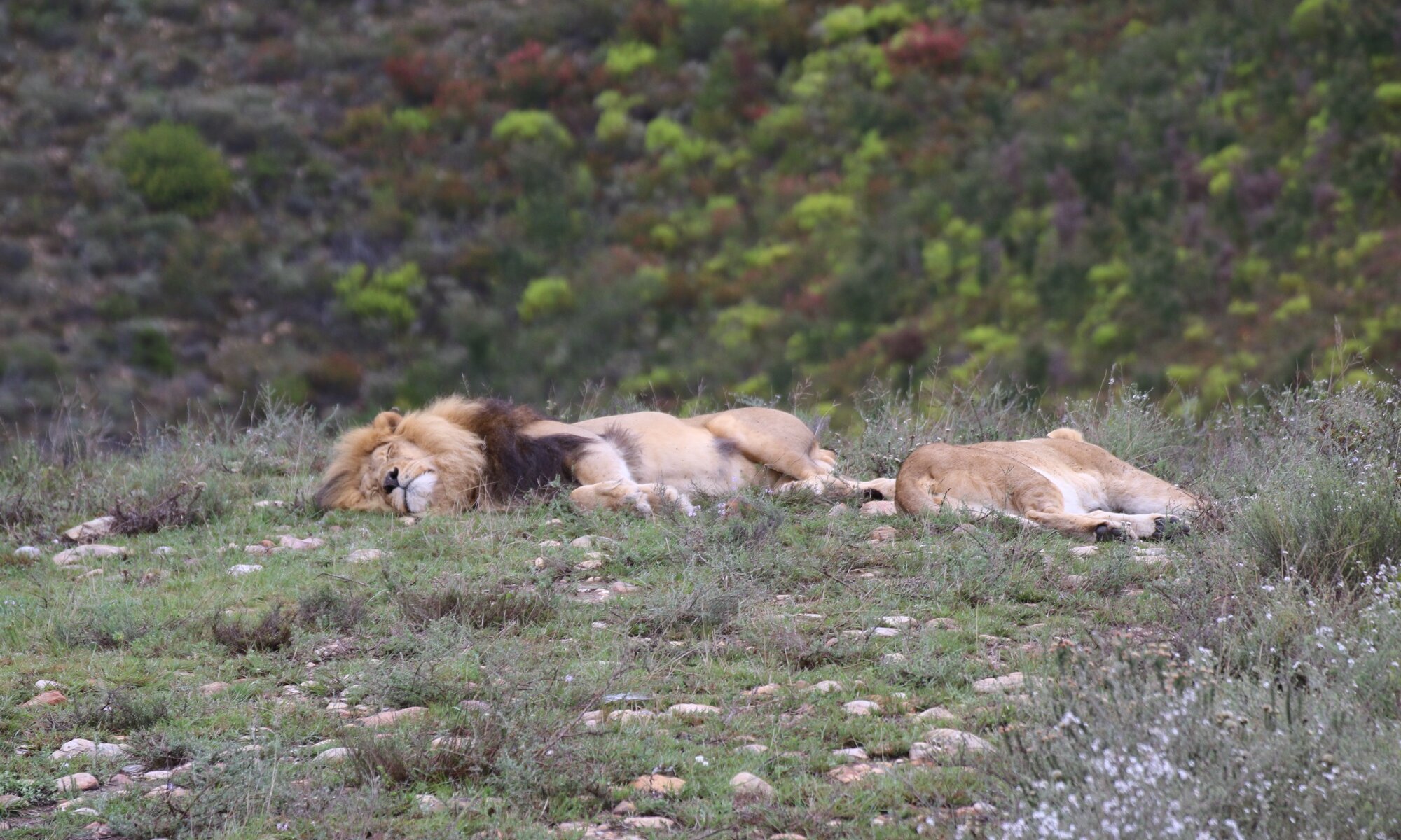 Botlierskop Private Game Reserve, Little Brak River