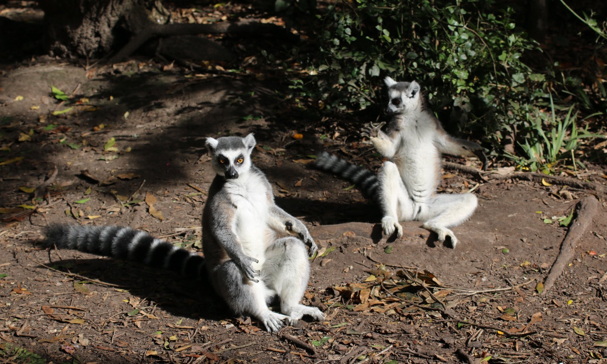 Monkeyland, Plettenberg Bay