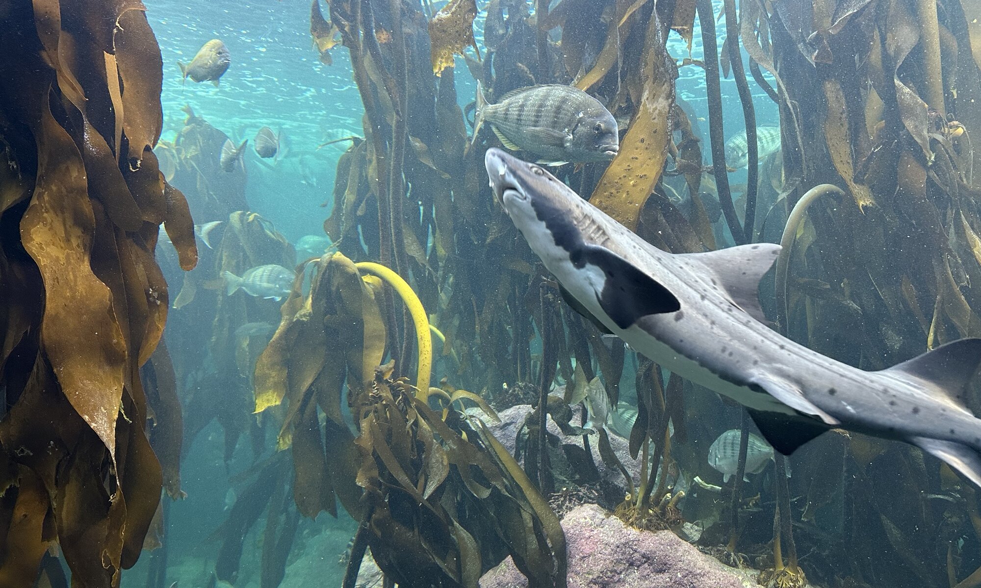 Two Ocean Aquarium, Cape Town