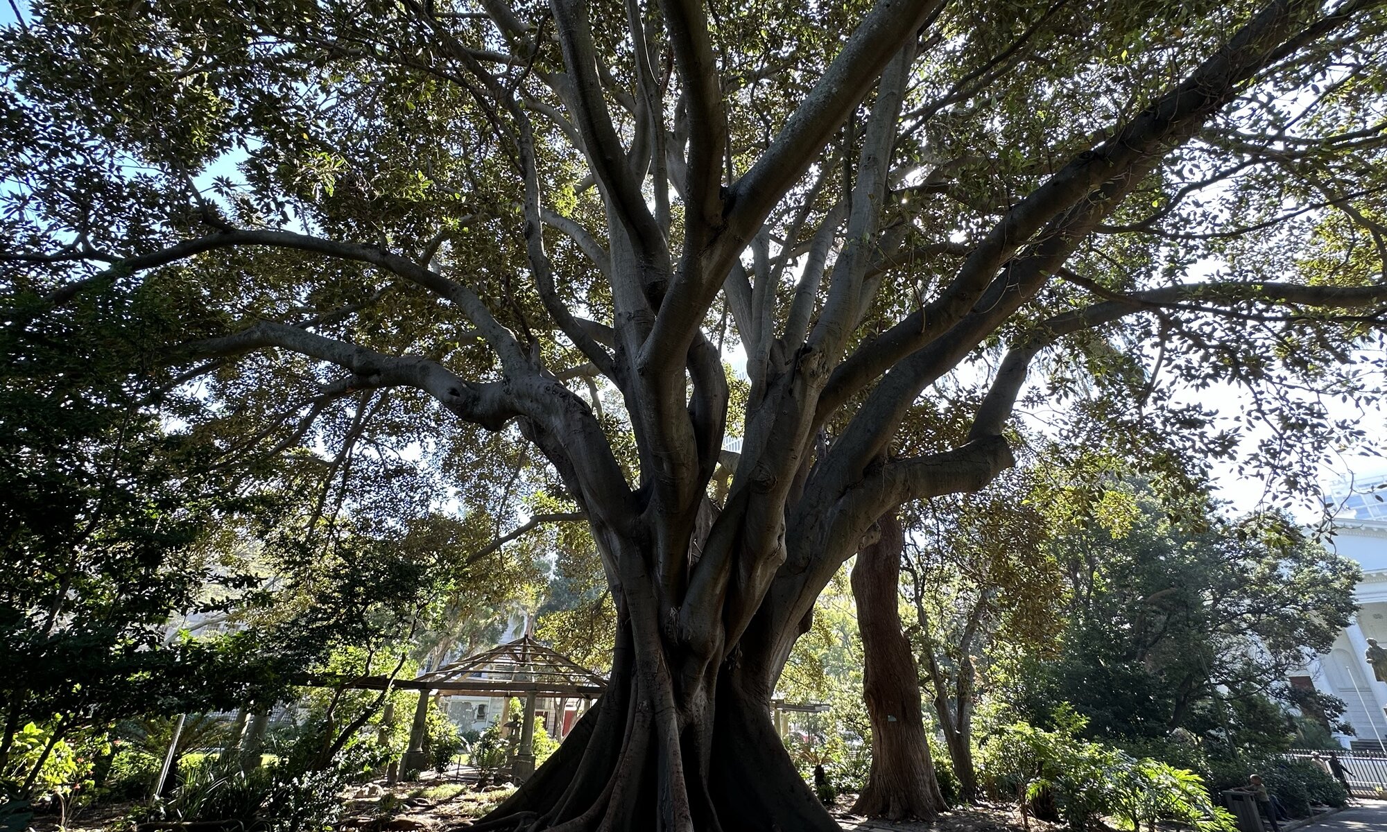 Company's Garden, Cape Town