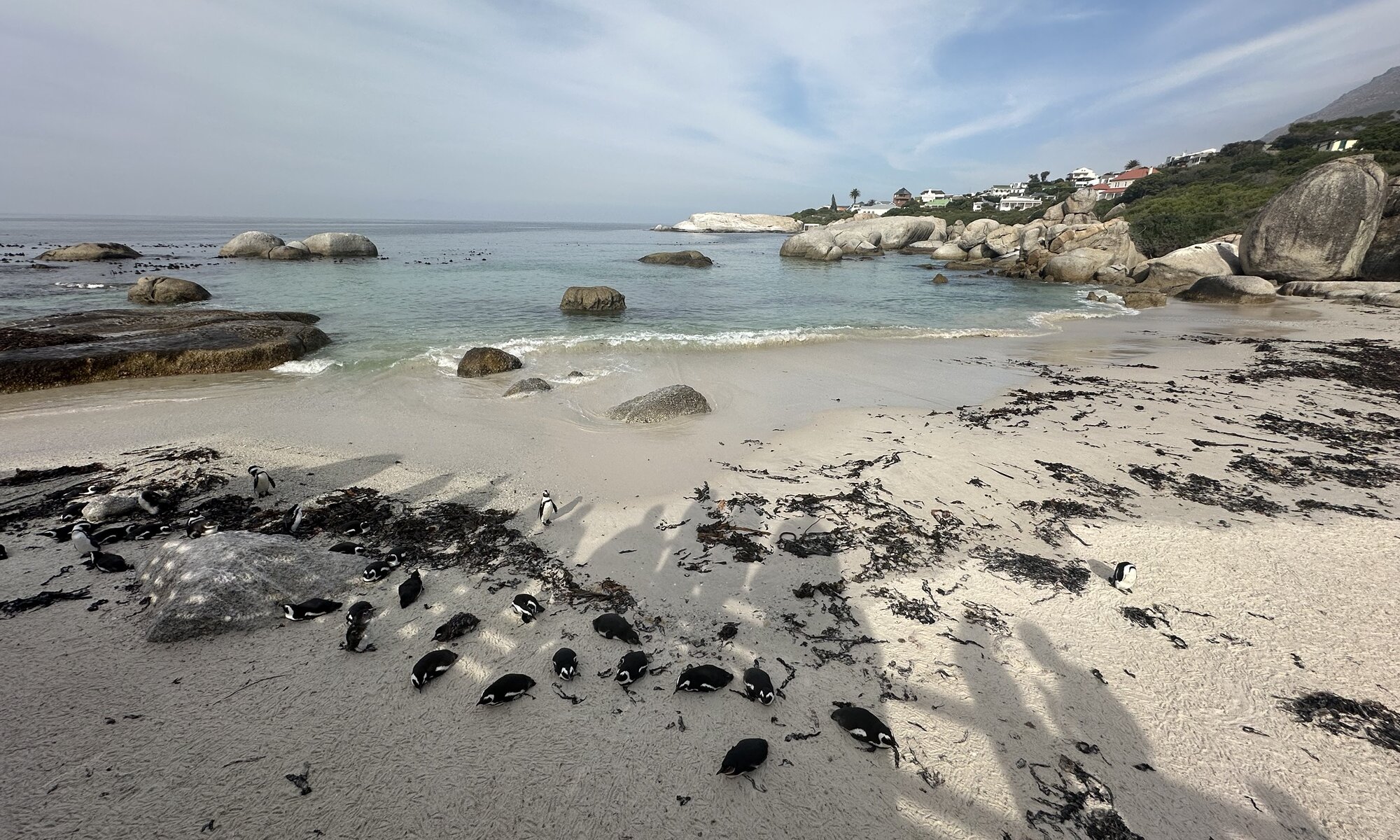 Boulders Penguin Colony, Simon's Town