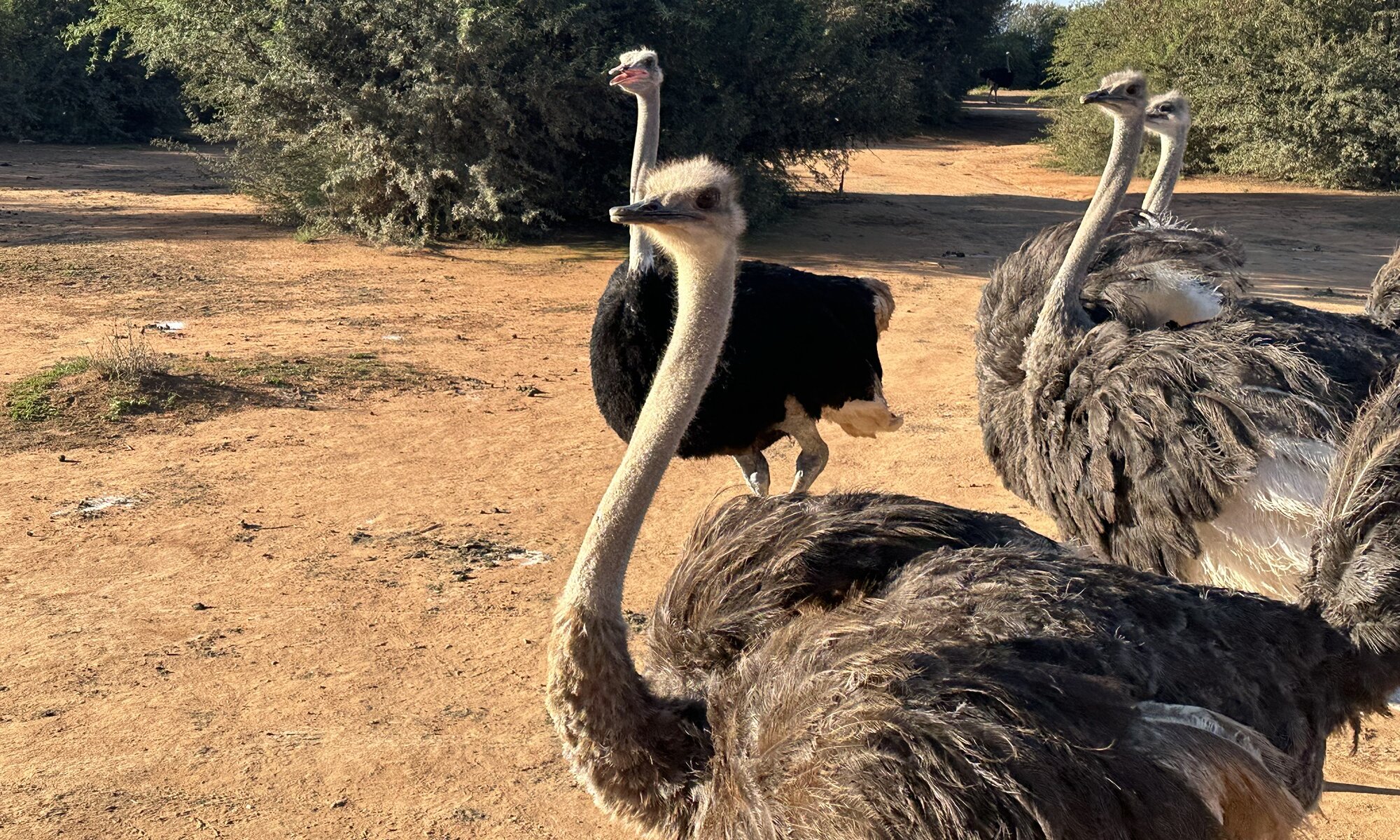 Safari Ostrich Farm, Oudtshoorn