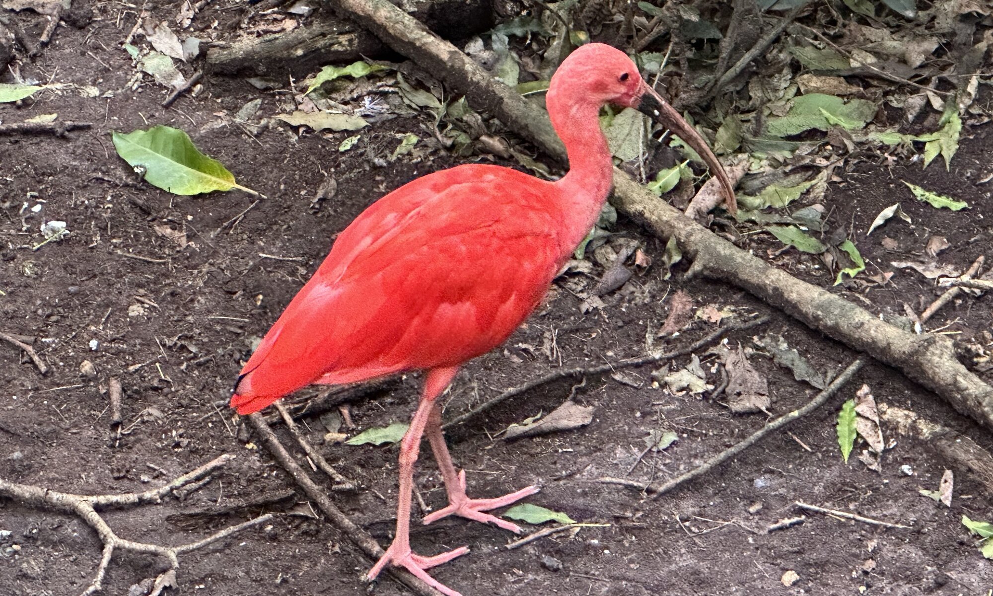 Birds of Eden, Plettenberg Bay