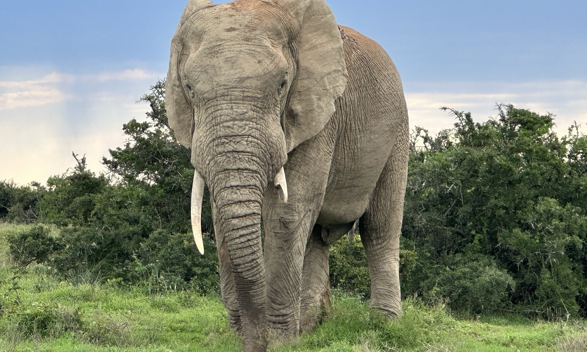 Addo Elephant Park, South Africa