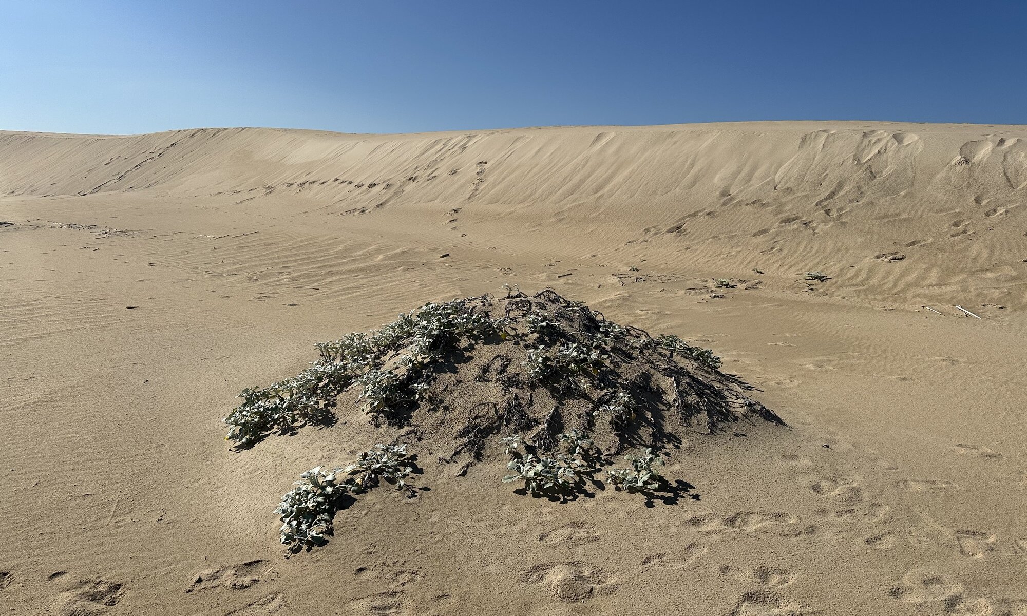 Alexandria Sand Dunes, Colchester