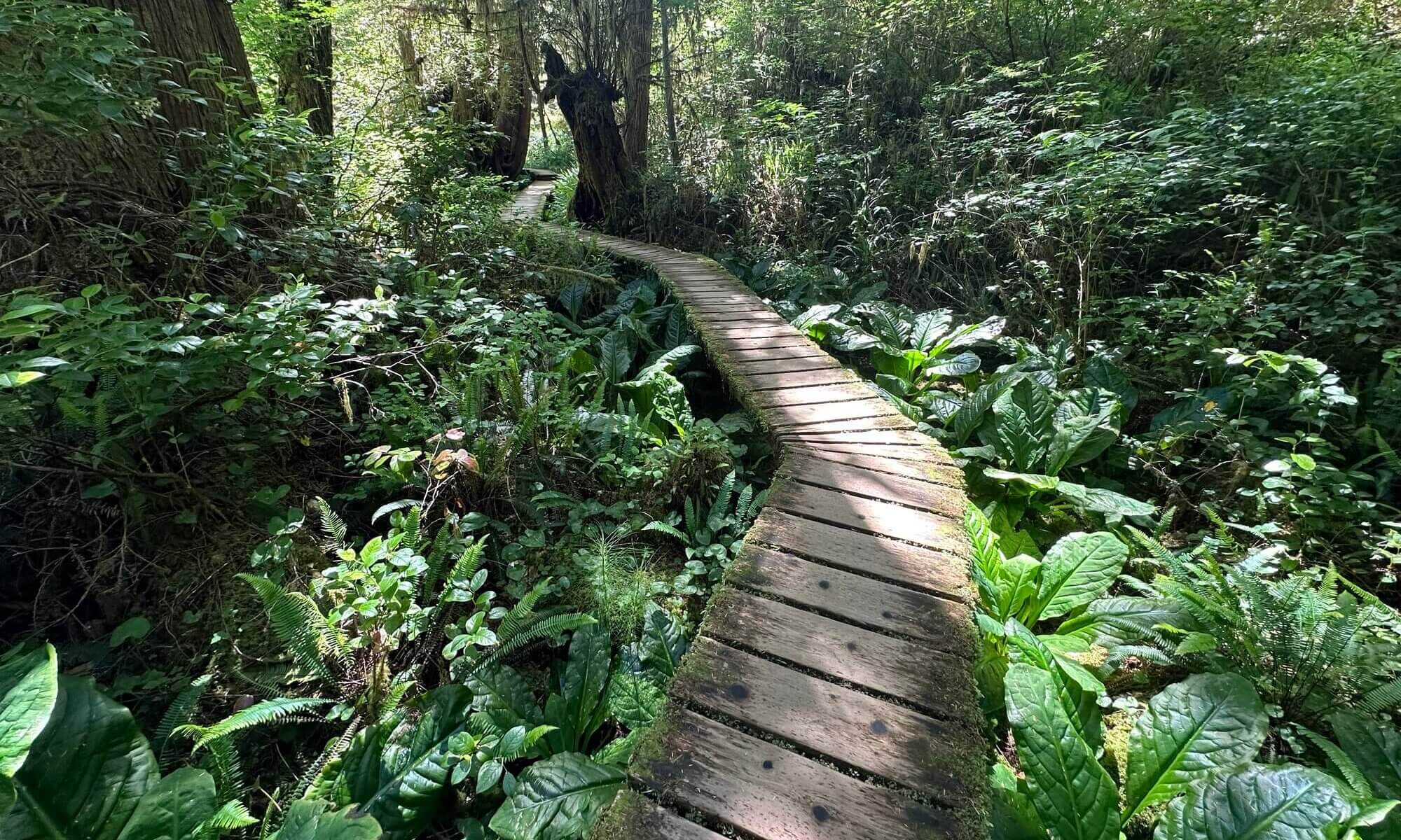 Rainforest trail, Ucluelet