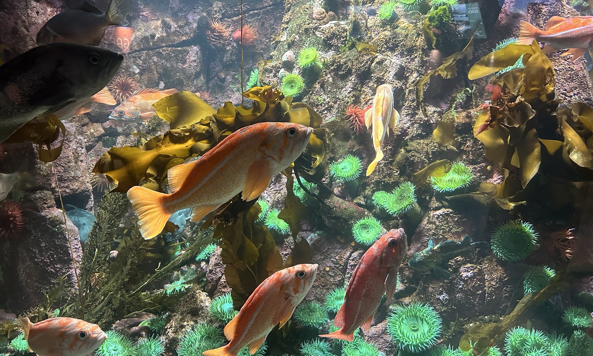 Aquarium, Stanley Park, Vancouver