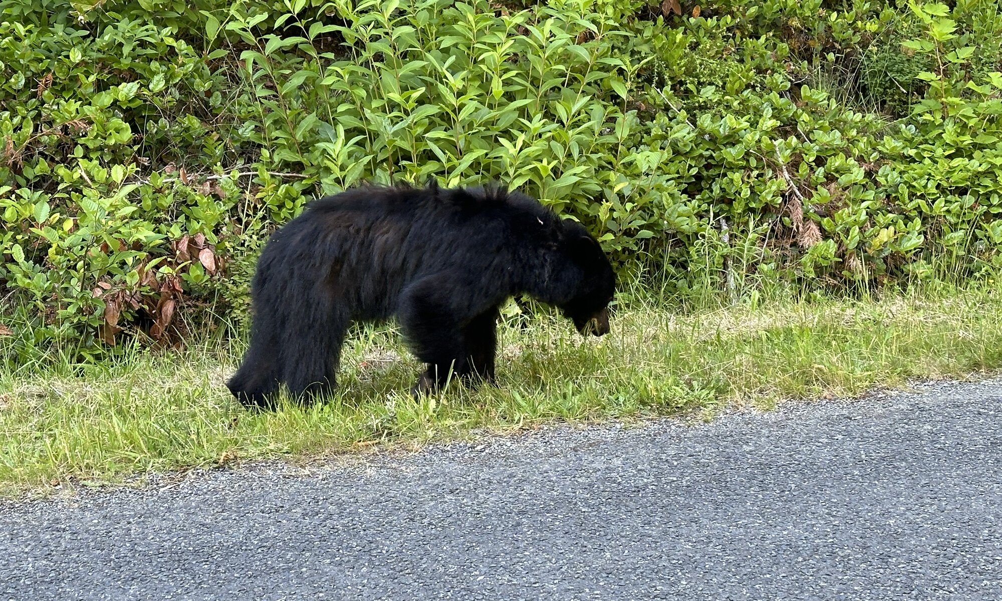 Bear, Juan de Fuca Park, Canada