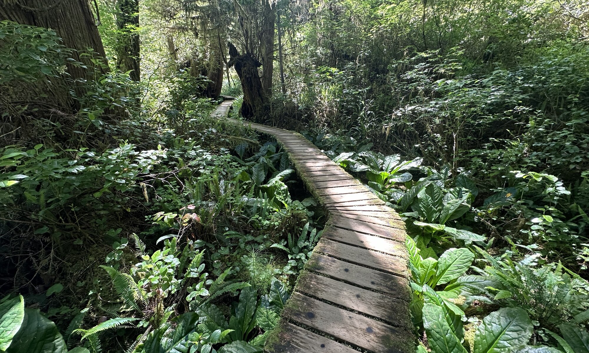 Rainforest trail, Ucluelet