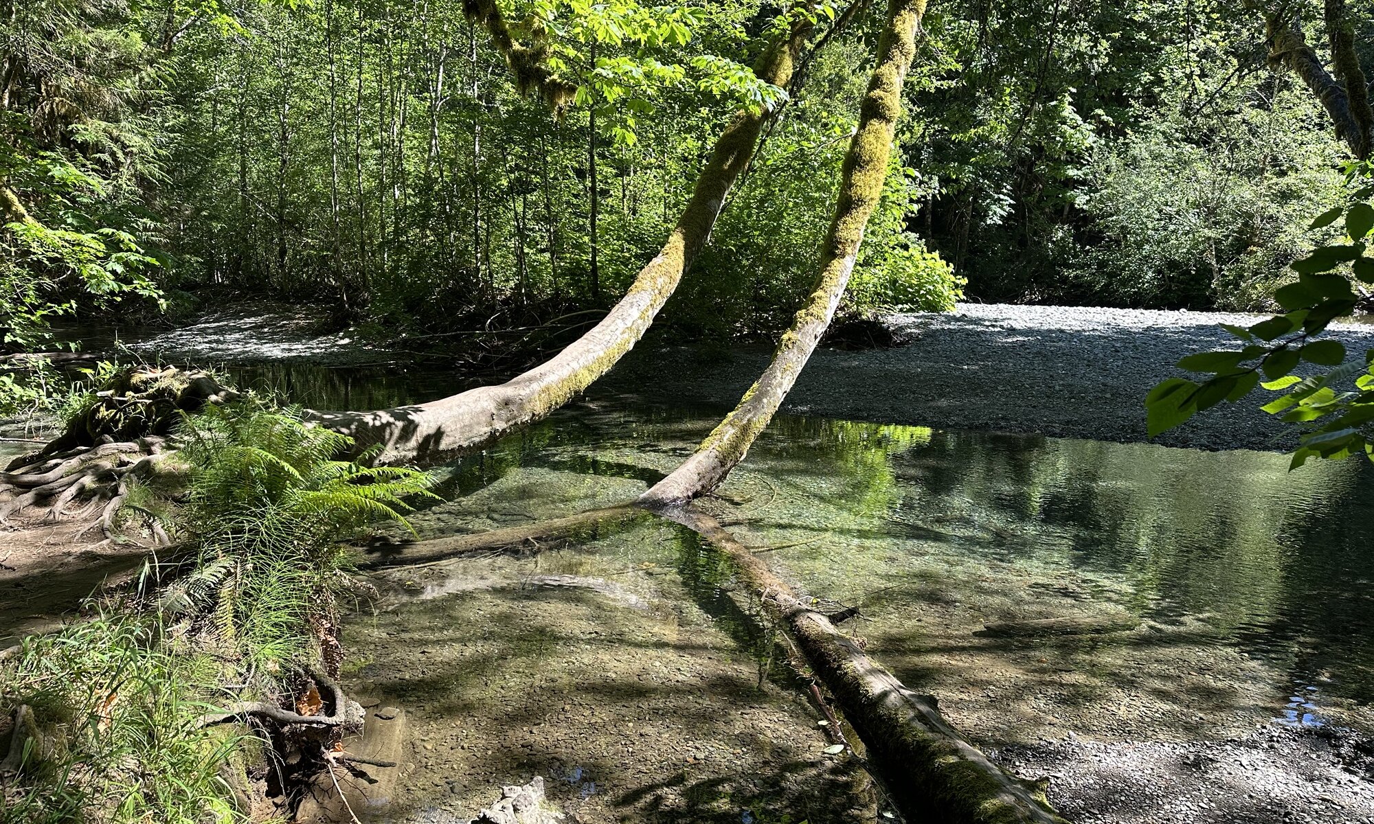 Cathedral grove, Nanaimo