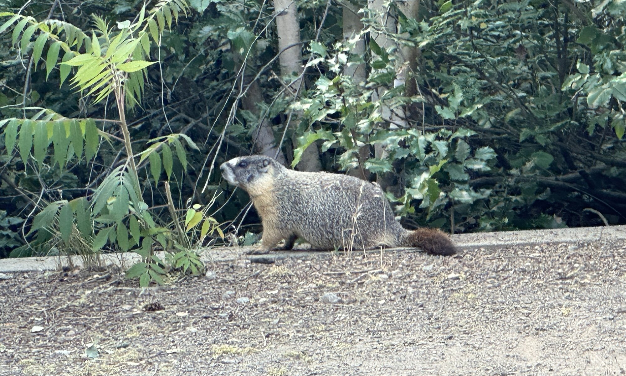 BC Wildlife park, Kamloops