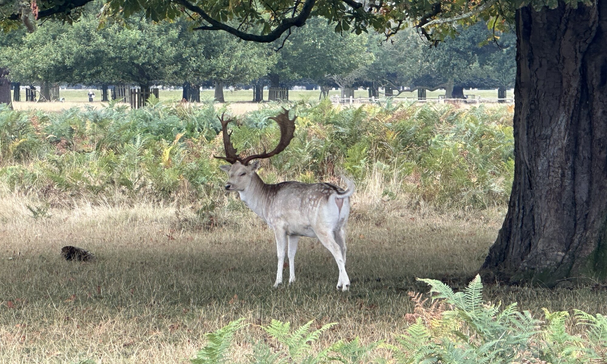 Bushy Park, Richmond, London