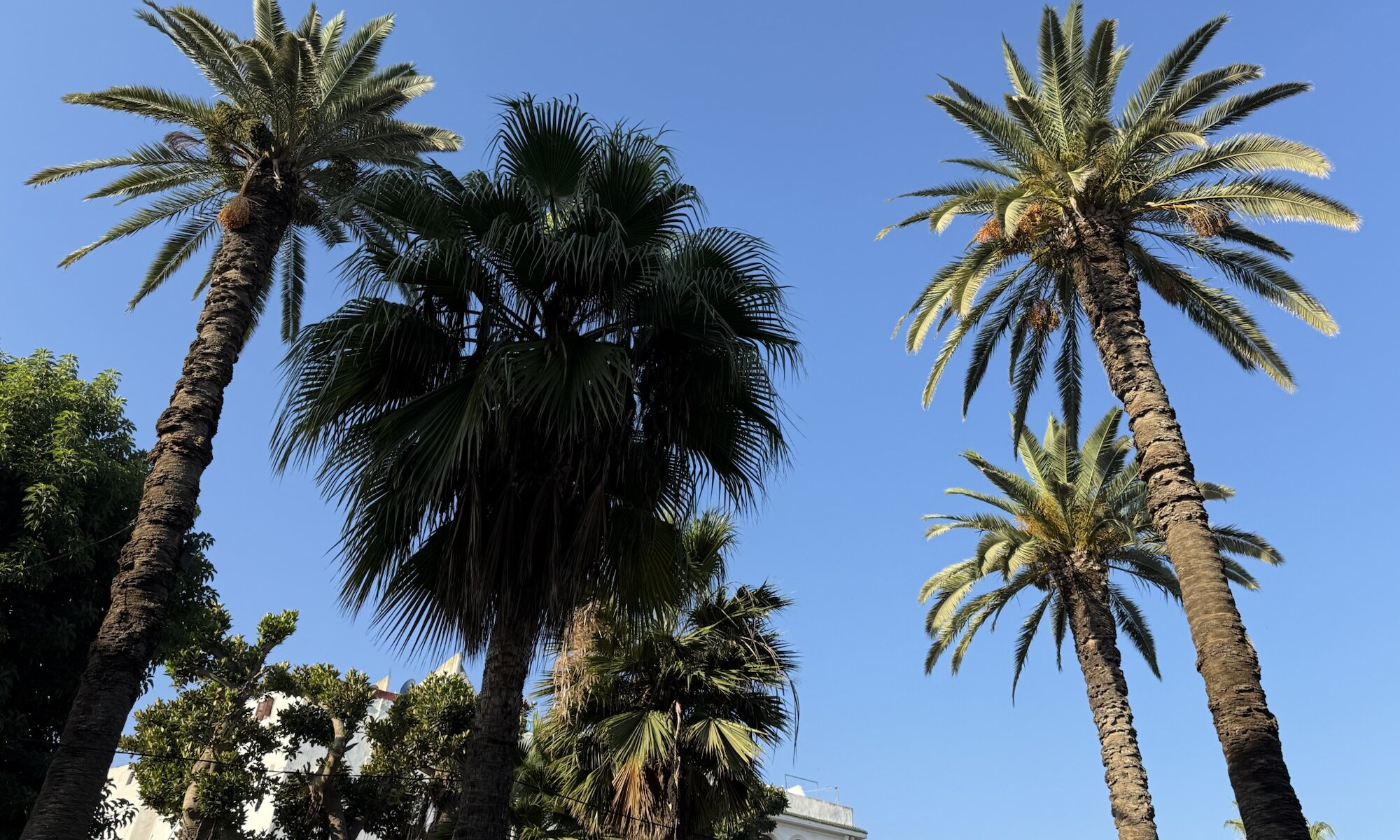 Palms, Casablanca