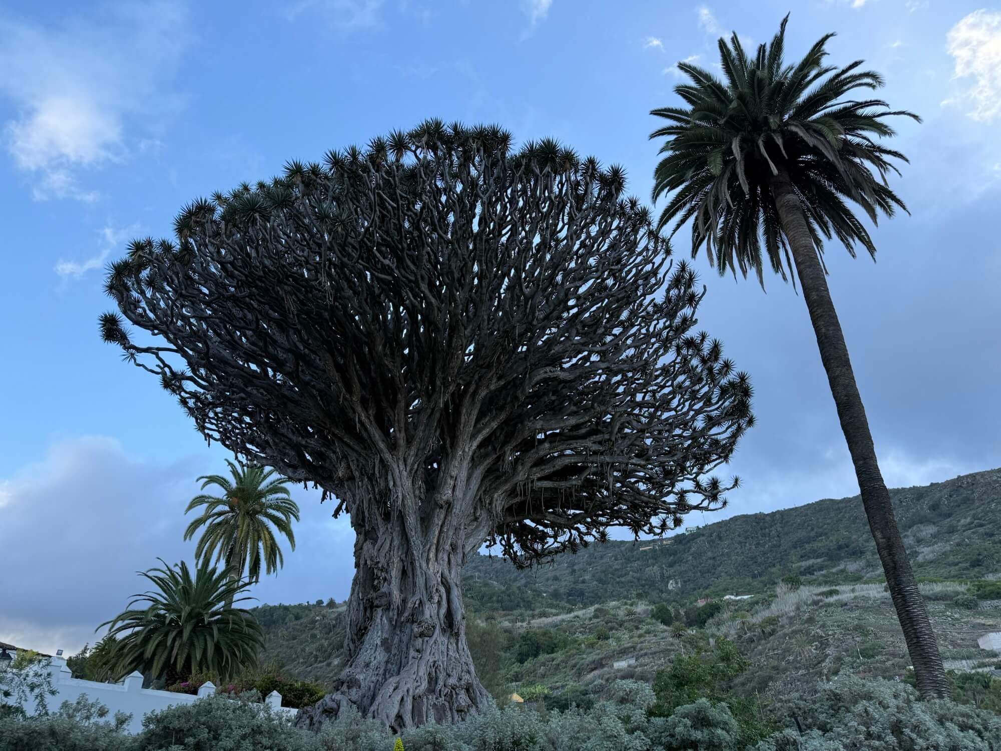 Drago milenario / Ancient Dracaena draco tree, Icod de los Vinos  The  Passenger