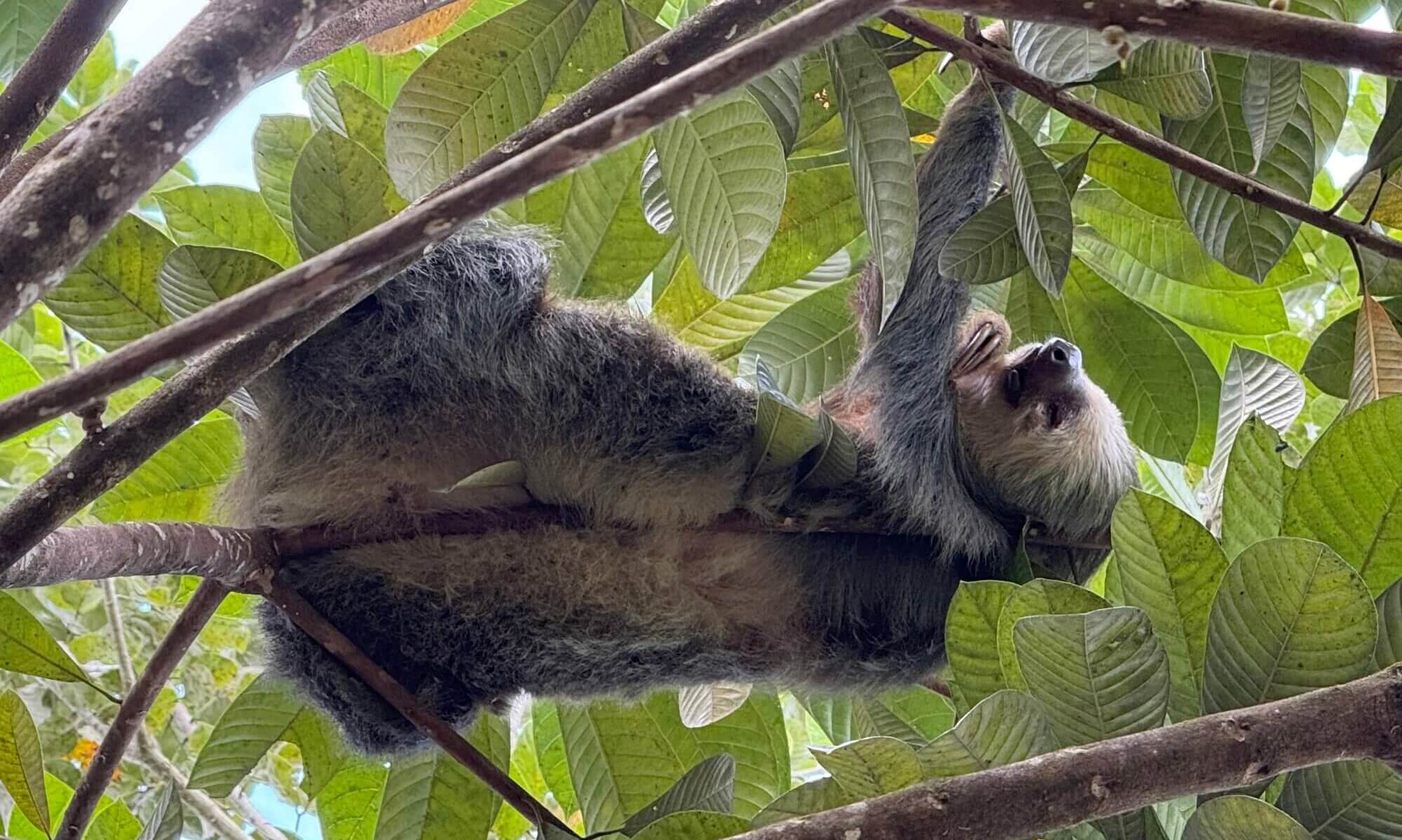 Sloth, Sloth's territory, La Fortuna