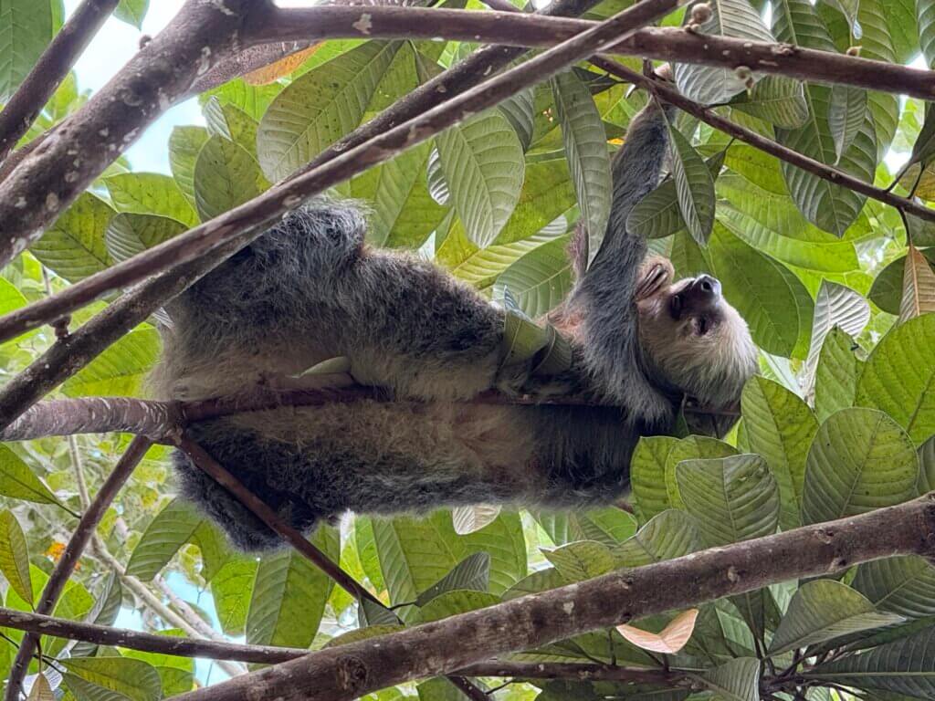 Sloth, Sloth's territory, La Fortuna