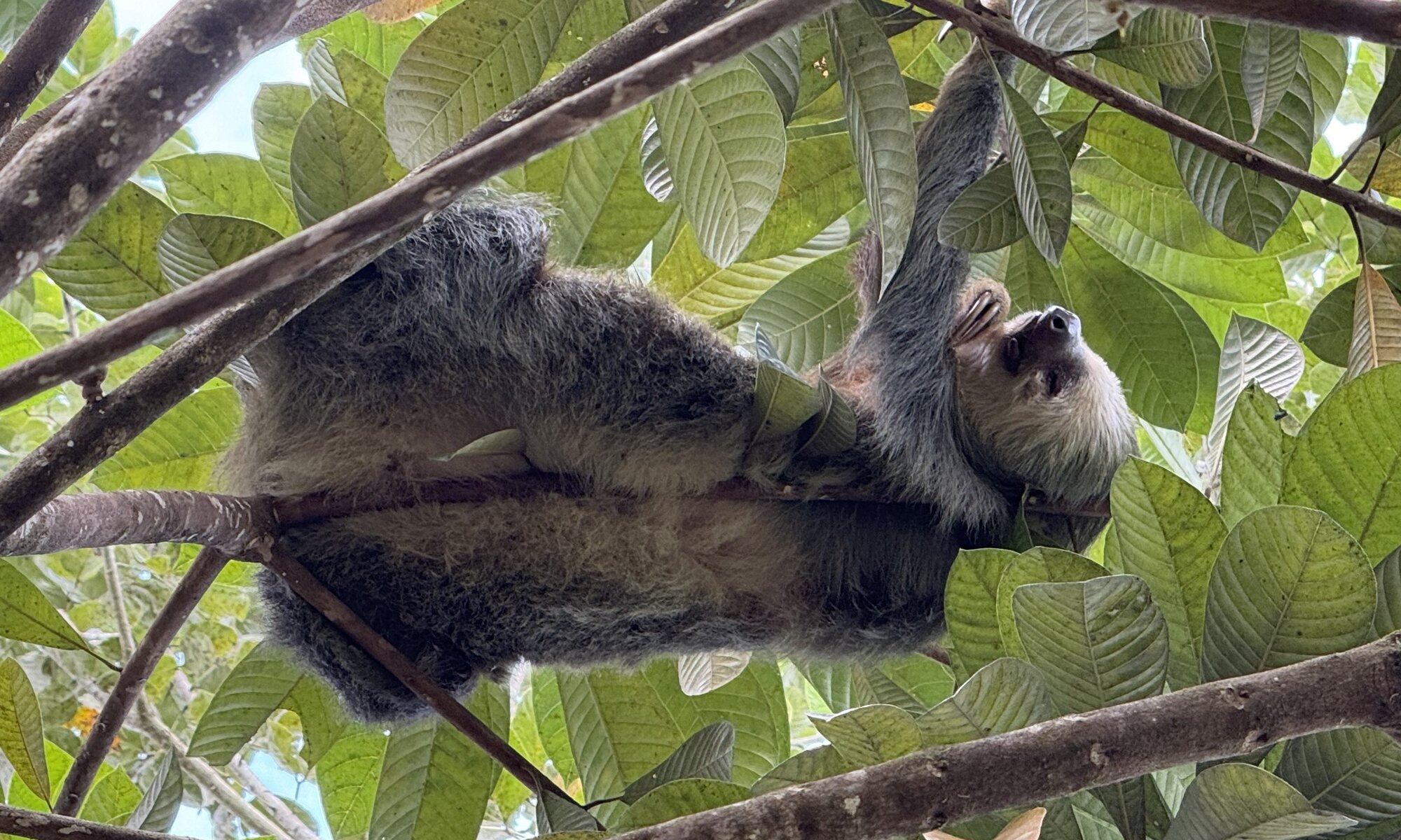 Sloth, Sloth's territory, La Fortuna