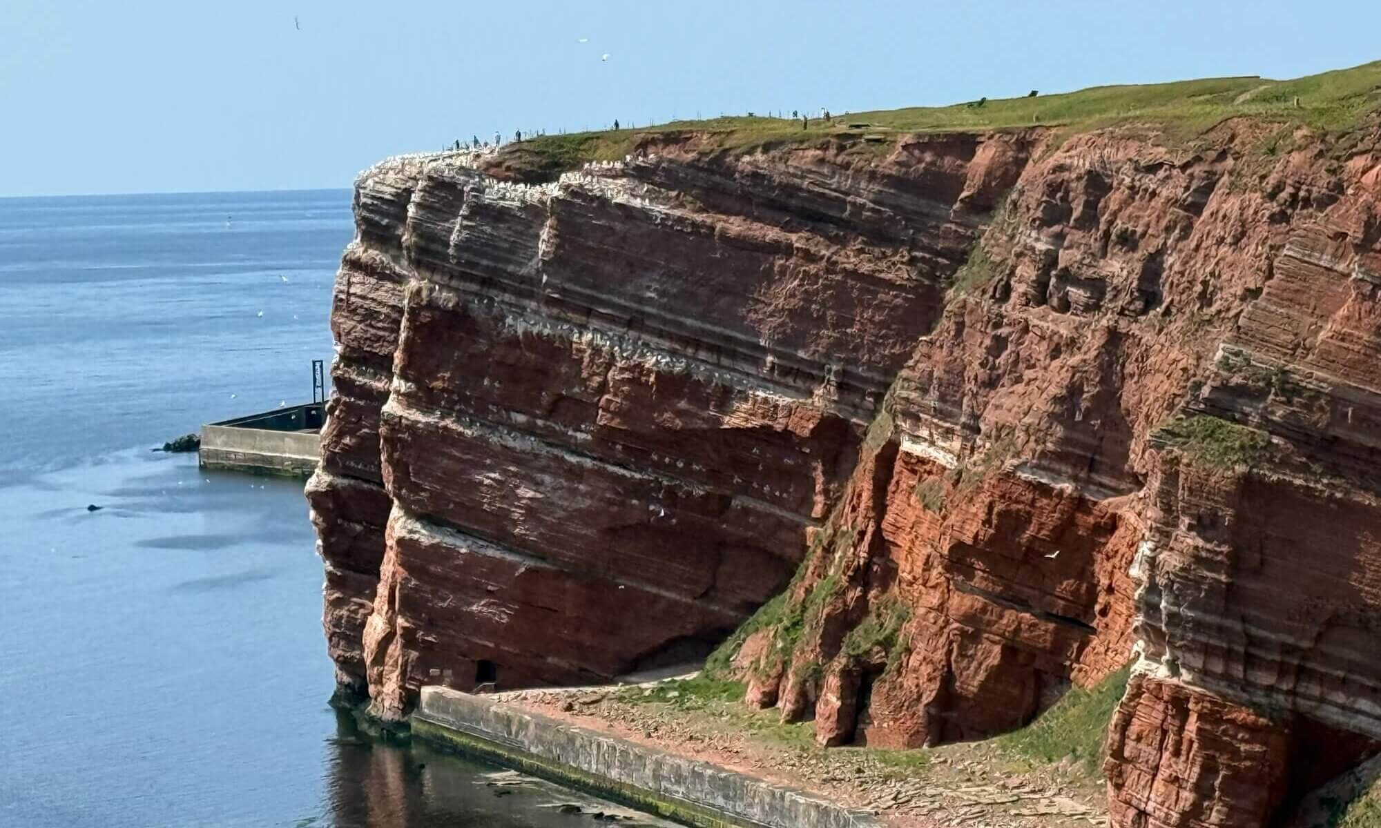 Lummenfelsen, Helgoland