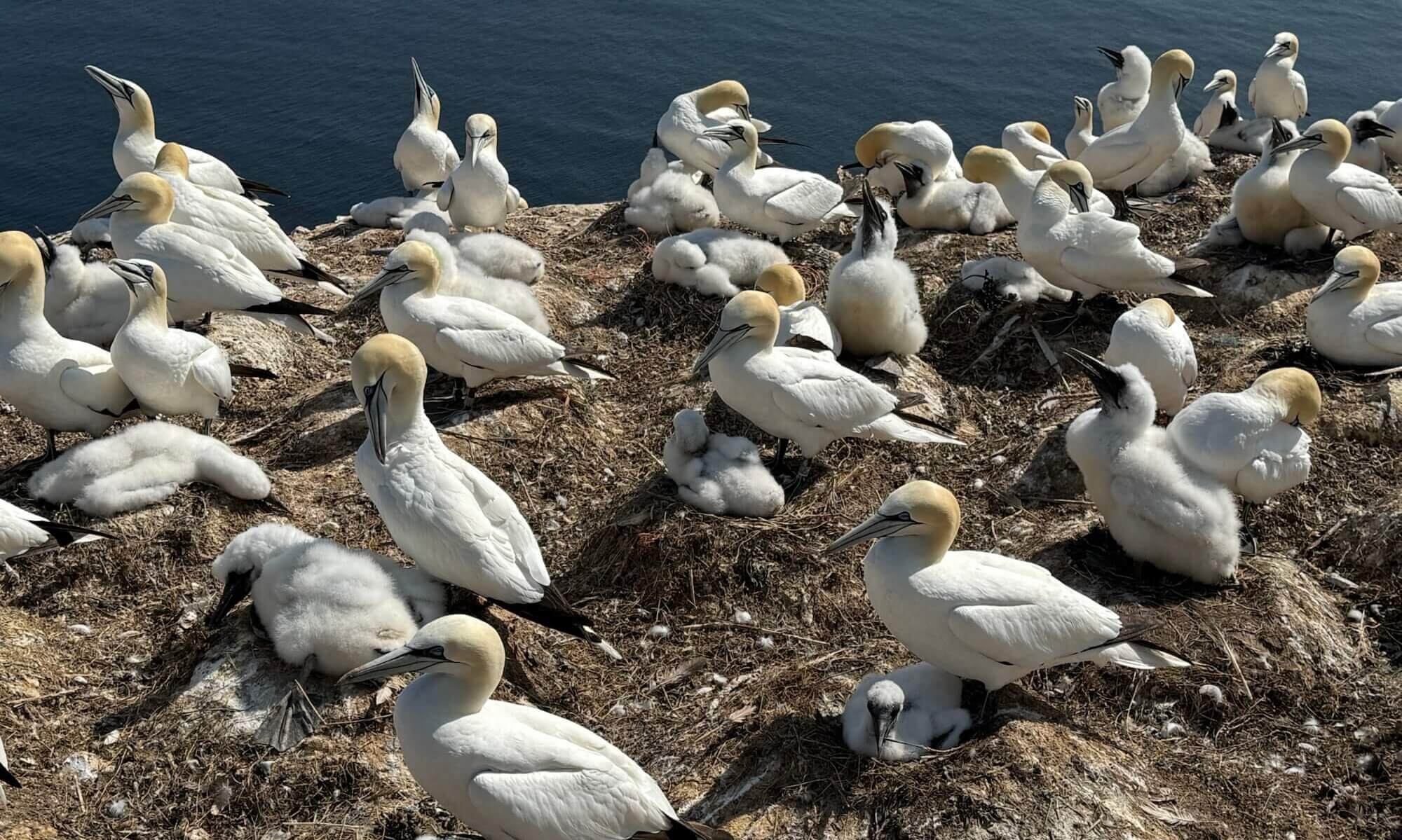 Basstölpel, Helgoland