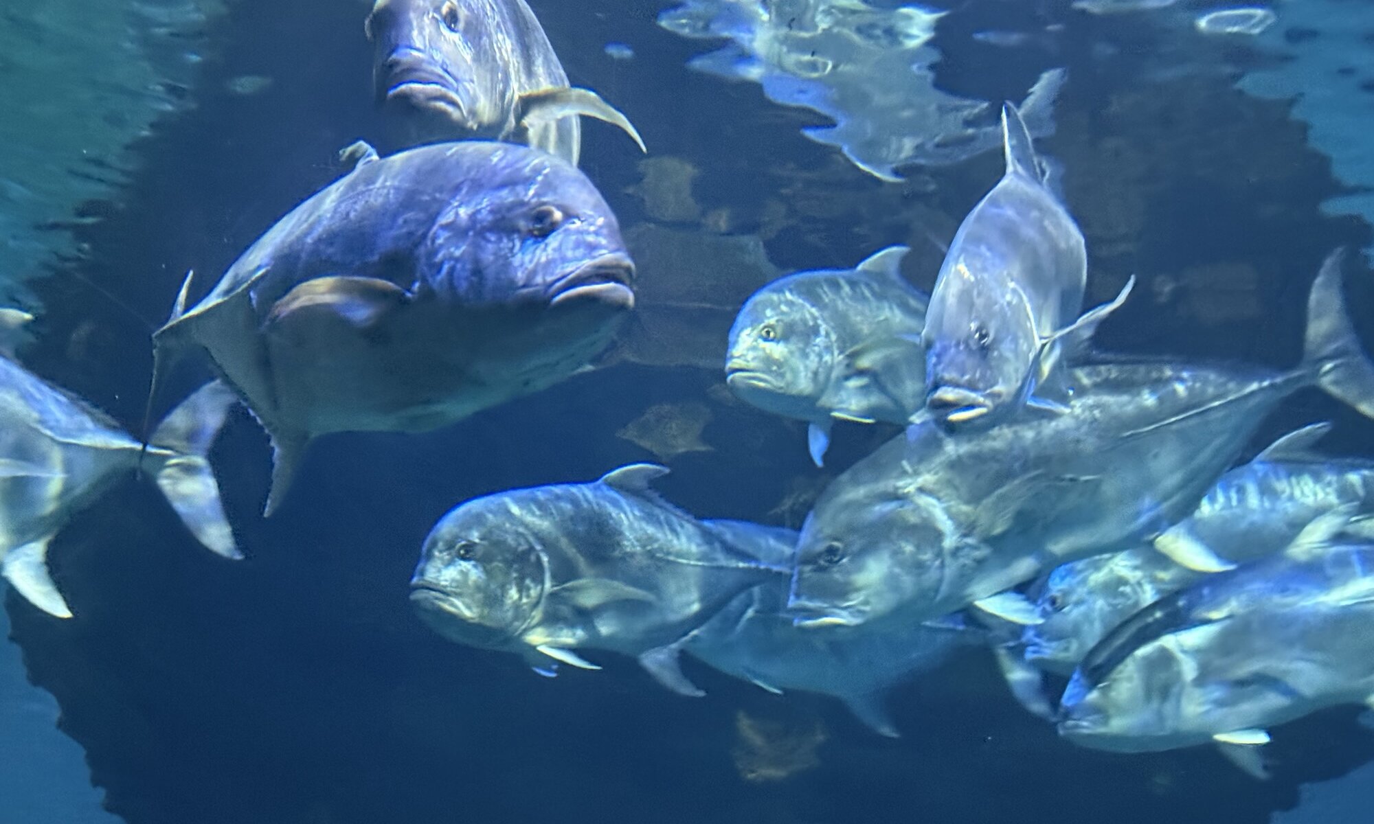 Aquarium at Ailand, Астана