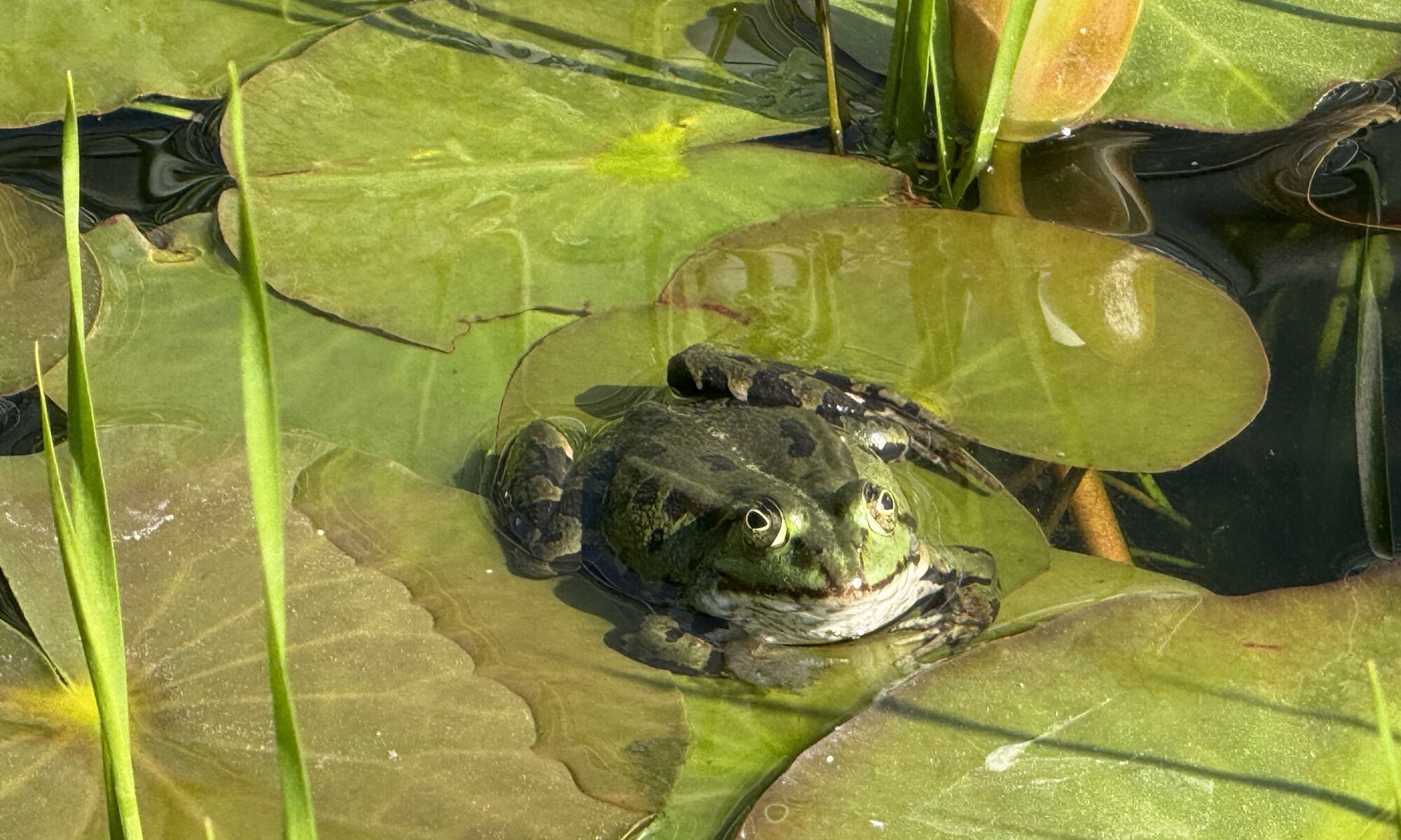 Botanischer Garten, Erlangen